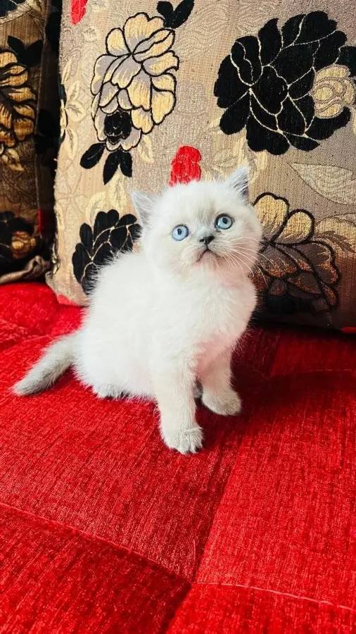 Safkan british pamuk şekerleri