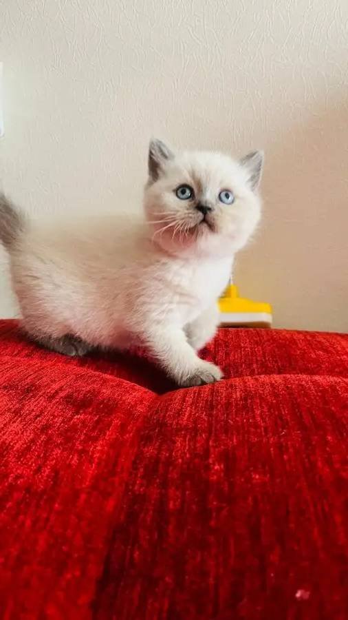 Safkan british pamuk şekerleri