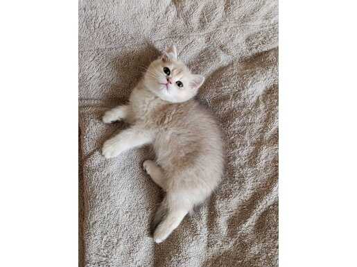Göz Alıcı Blue Golden Parıltılı Şecereli Dişi British Shorthair