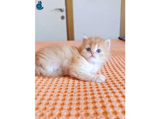 Nadir bulunan renk Red longhair erkek yavru 