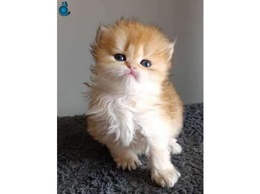 British longhair golden dişi safkan 