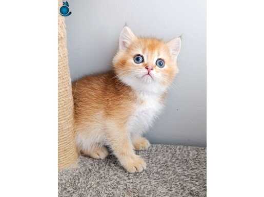 Çikolata golden erkek yavru British shorthair 