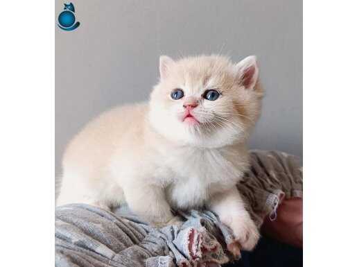 Blue golden dişi yavru 