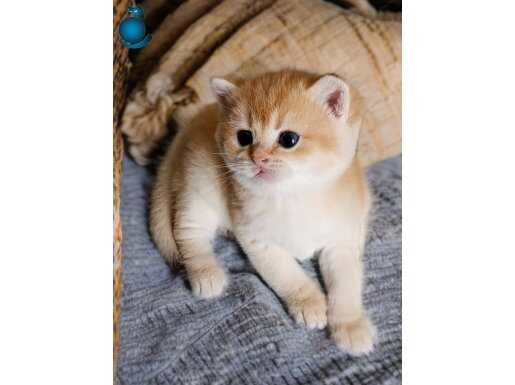 Minik bir yakışıklı 