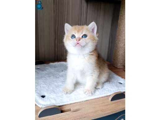British shorthair çikolata golden erkek yavru 