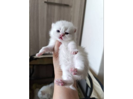 Mini Minnacık Pamuk Şekerler 