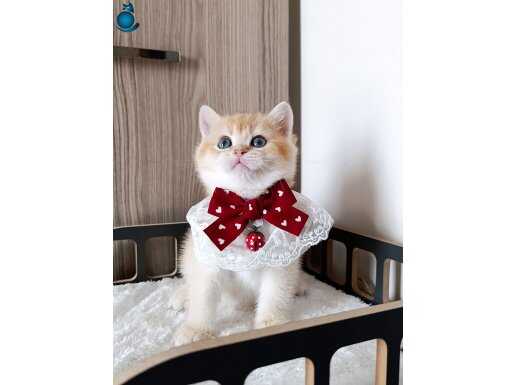 Minik bir yakışıklı 