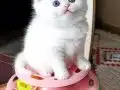 Pamuk gibi bir kız 