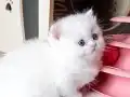 Pamuk gibi bir kız 