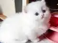 Pamuk gibi bir kız 