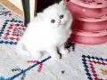 Pamuk gibi bir kız 
