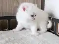 Pamuk gibi bir kız 