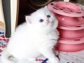 Pamuk gibi bir kız 