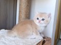 Lilac Golden Erkek Yavru cy 12