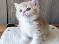 Lilac Golden Erkek Yavru cy 12