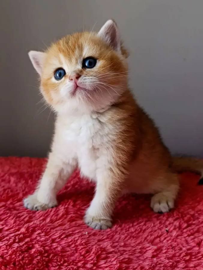 Golden erkek yavru 