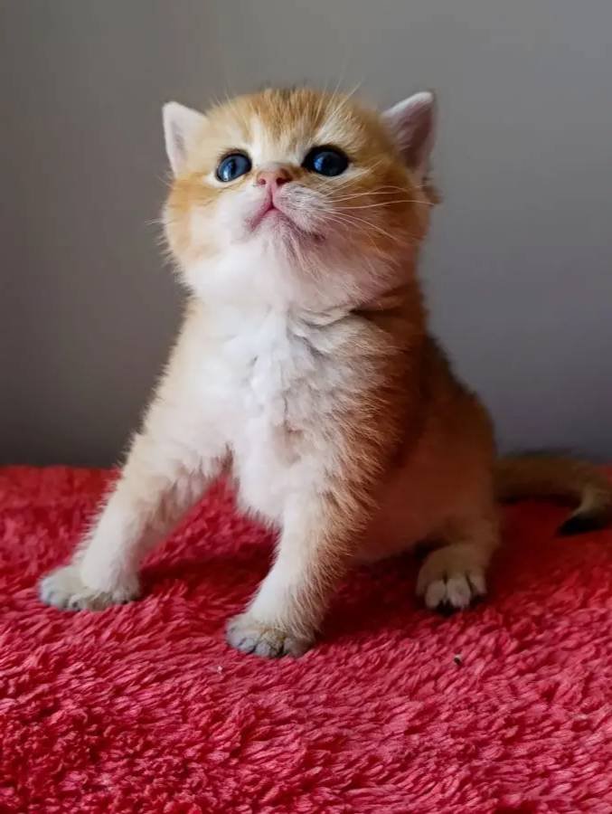 Golden erkek yavru 