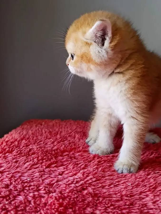 Golden erkek yavru 