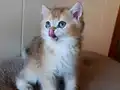 Kız güzeli bir erkek 