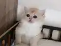Çok yakışıklı bir erkek 