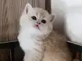 Çok yakışıklı bir erkek 