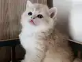 Çok yakışıklı bir erkek 