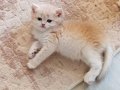 British shorthair lilac golden dişi cy 12 