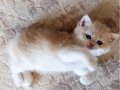 British shorthair lilac golden dişi cy 12 