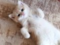 British shorthair lilac golden dişi cy 12 