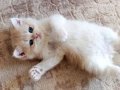 British shorthair lilac golden dişi cy 12 