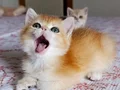 Tatlı minik bir kız 