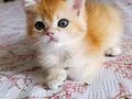 Tatlı minik bir kız 