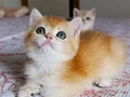 Tatlı minik bir kız 