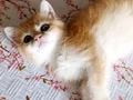 Tatlı minik bir kız 