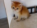 Tatlı minnoş bir prenses 