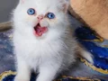 Bembeyaz kürklü Pembe patili 