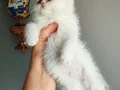 Bembeyaz kürklü Pembe patili 