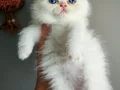 Bembeyaz kürklü Pembe patili 