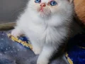 Bembeyaz kürklü Pembe patili 