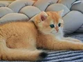 Golden ny 12 dişi 
