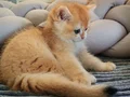 Golden ny 12 dişi 