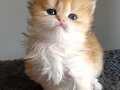 British longhair golden dişi safkan 