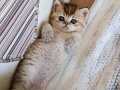 Pofuduk surat sevimli bir erkek 