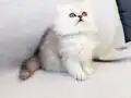 Safkan Chinchilla Erkek