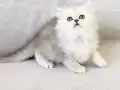 Safkan Chinchilla Erkek