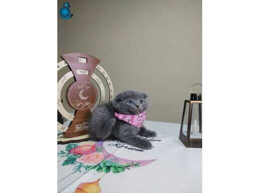 Scottish fold ve british shorthair