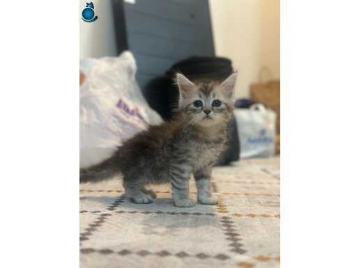 Dişi erkek