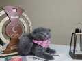 Scottish fold ve british shorthair