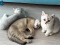 Safkan golden & Silver yavrular