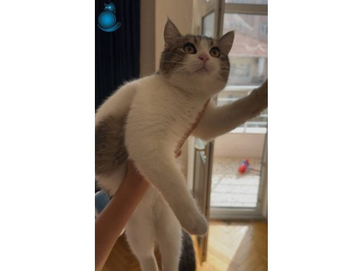  kedimizin yavrularını ücretsiz sahiplendiriyorum